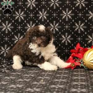 Undine, Toy Poodle Puppy